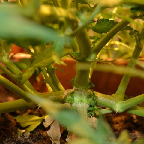 Auto Critical Orange Punch growlog timeline photo