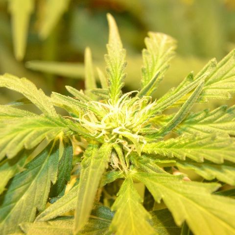 Auto Critical Orange Punch growlog timeline photo