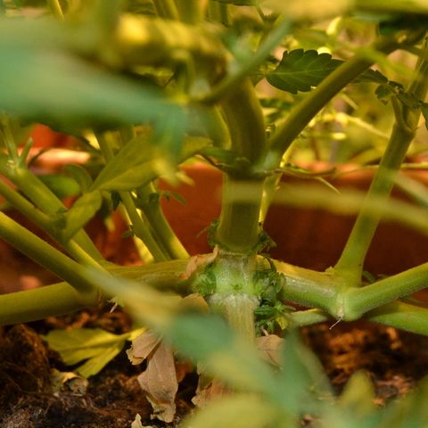 Auto Critical Orange Punch growlog timeline photo