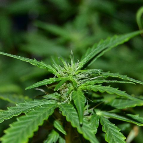 Auto Critical Orange Punch growlog timeline photo
