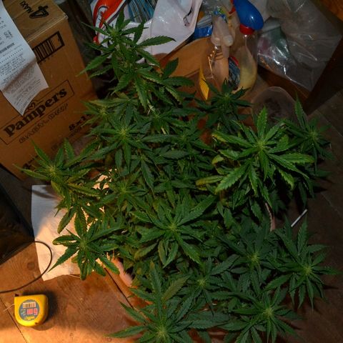Auto Critical Orange Punch growlog timeline photo