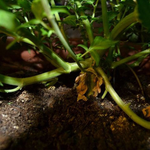 Auto Critical Orange Punch growlog timeline photo