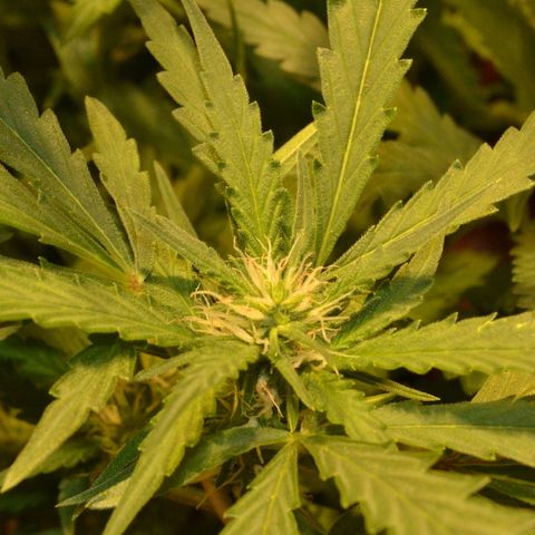 Bubba Kush Autoflowering growlog timeline photo