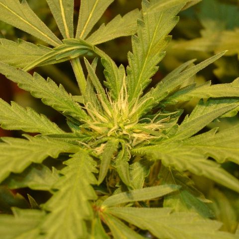 Bubba Kush Autoflowering growlog timeline photo