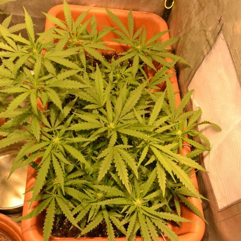 Bubba Kush Autoflowering growlog timeline photo