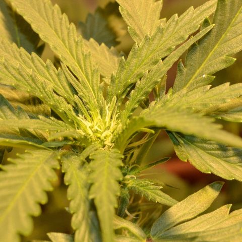 Bubba Kush Autoflowering growlog timeline photo