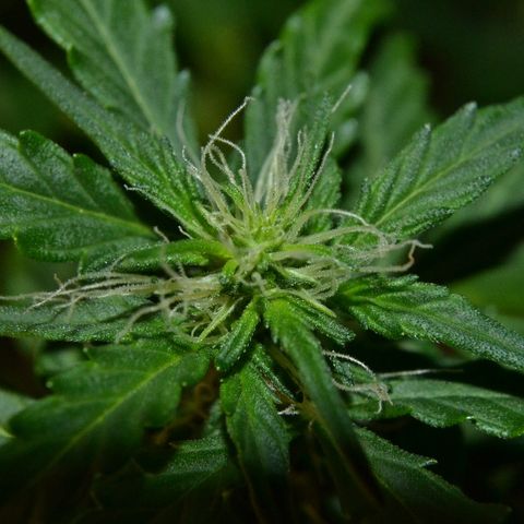 Auto Critical Orange Punch growlog timeline photo