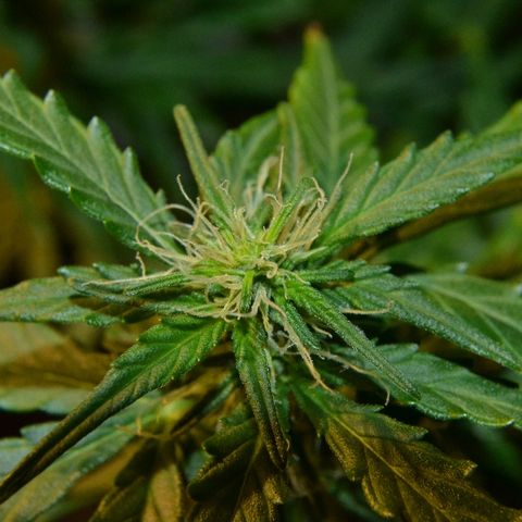 Auto Critical Orange Punch growlog timeline photo