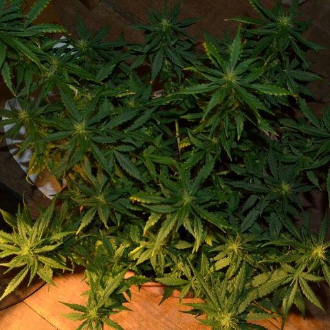 Auto Critical Orange Punch growlog timeline photo