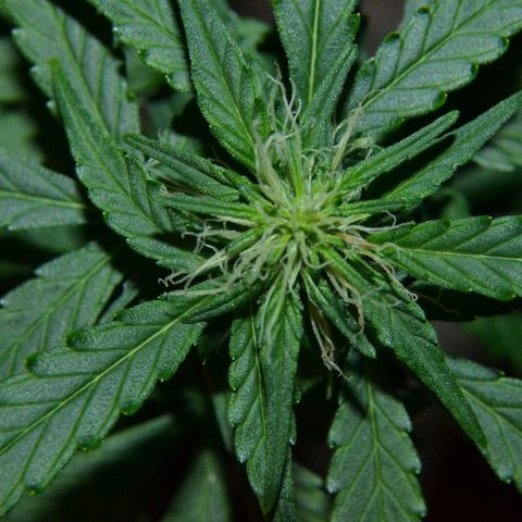 Auto Critical Orange Punch growlog timeline photo