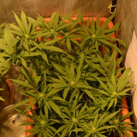 Bubba Kush Autoflowering growlog timeline photo