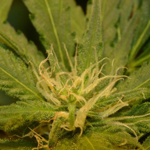 Bubba Kush Autoflowering growlog timeline photo
