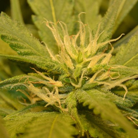 Bubba Kush Autoflowering growlog timeline photo
