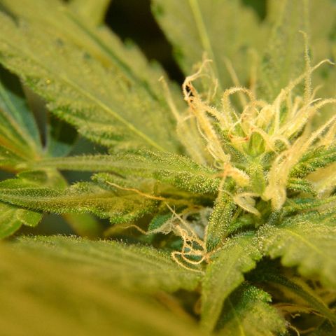 Bubba Kush Autoflowering growlog timeline photo
