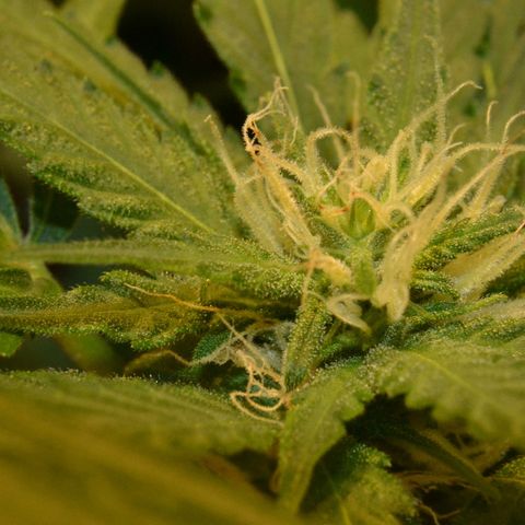 Bubba Kush Autoflowering growlog timeline photo