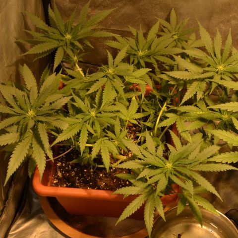 Bubba Kush Autoflowering growlog timeline photo