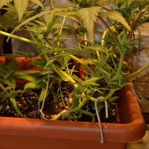 Bubba Kush Autoflowering growlog timeline photo