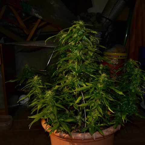 Auto Critical Orange Punch growlog timeline photo