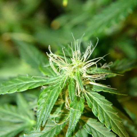 Auto Critical Orange Punch growlog timeline photo