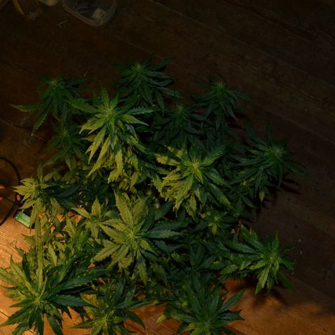 Auto Critical Orange Punch growlog timeline photo