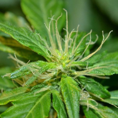 Auto Critical Orange Punch growlog timeline photo