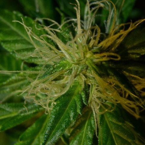 Auto Critical Orange Punch growlog timeline photo