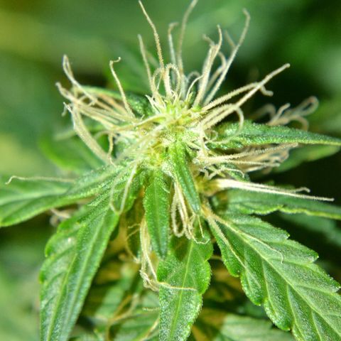 Auto Critical Orange Punch growlog timeline photo
