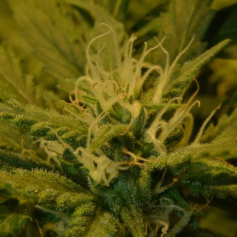 Bubba Kush Autoflowering growlog timeline photo