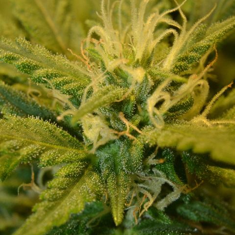 Bubba Kush Autoflowering growlog timeline photo