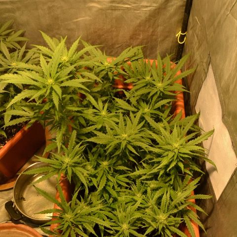 Bubba Kush Autoflowering growlog timeline photo