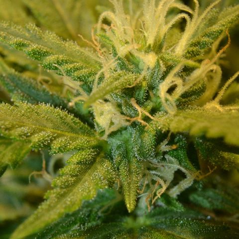 Bubba Kush Autoflowering growlog timeline photo