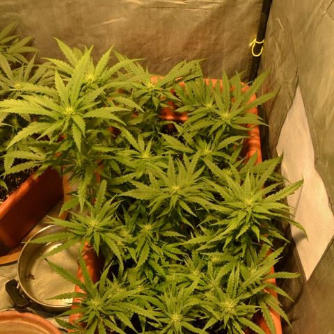 Bubba Kush Autoflowering growlog timeline photo