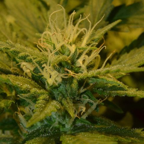 Bubba Kush Autoflowering growlog timeline photo