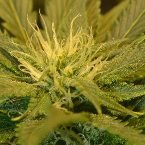 Bubba Kush Autoflowering growlog timeline photo