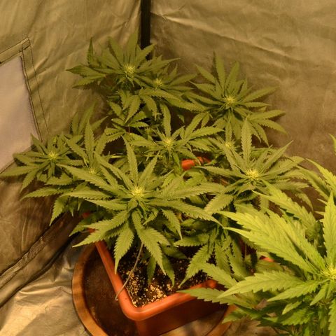 Bubba Kush Autoflowering growlog timeline photo