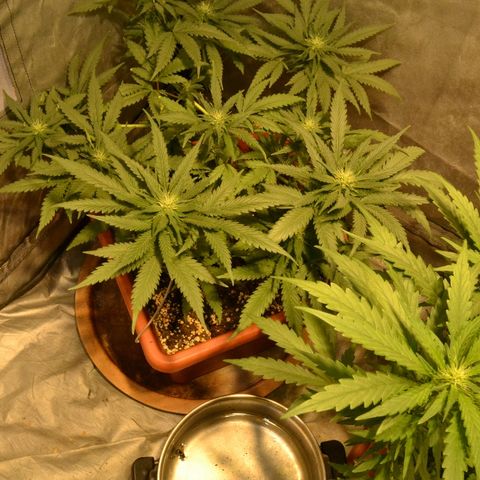 Bubba Kush Autoflowering growlog timeline photo