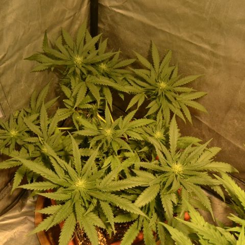 Bubba Kush Autoflowering growlog timeline photo
