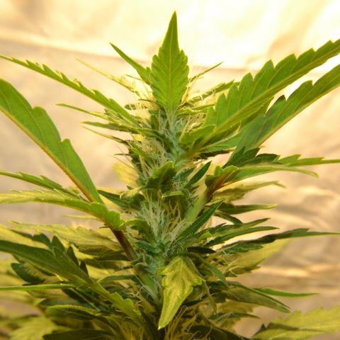 Bubba Kush Autoflowering growlog timeline photo