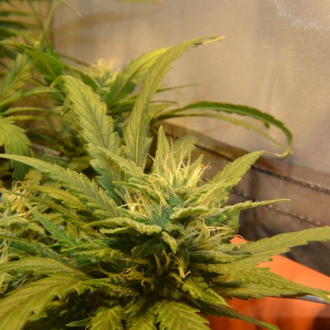 Bubba Kush Autoflowering growlog timeline photo