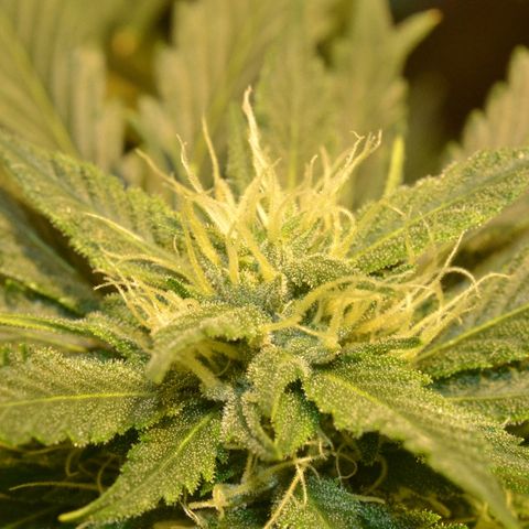 Bubba Kush Autoflowering growlog timeline photo