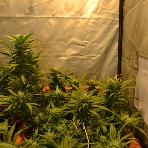 Bubba Kush Autoflowering growlog timeline photo