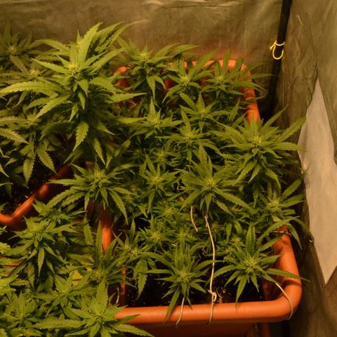 Bubba Kush Autoflowering growlog timeline photo