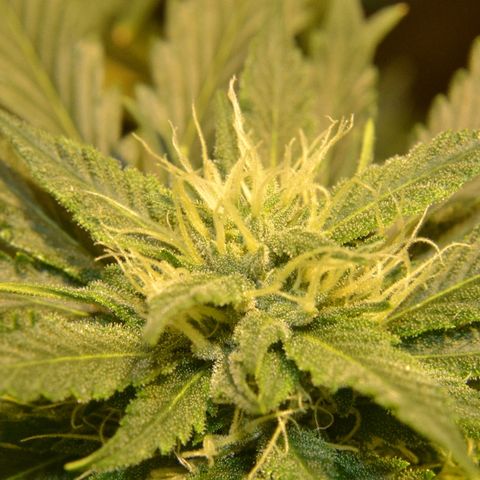 Bubba Kush Autoflowering growlog timeline photo