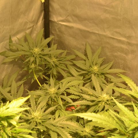 Bubba Kush Autoflowering growlog timeline photo