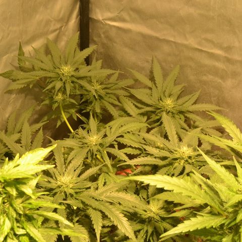 Bubba Kush Autoflowering growlog timeline photo