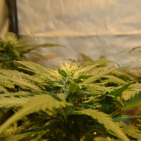 Bubba Kush Autoflowering growlog timeline photo