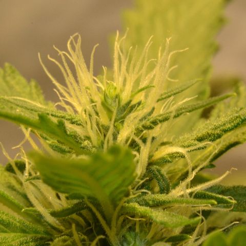 Bubba Kush Autoflowering growlog timeline photo