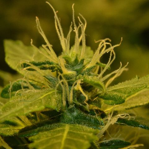 Auto Critical Orange Punch growlog timeline photo