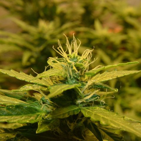 Auto Critical Orange Punch growlog timeline photo