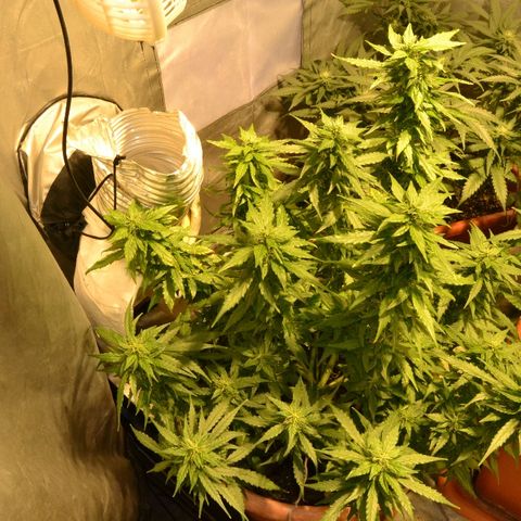 Auto Critical Orange Punch growlog timeline photo
